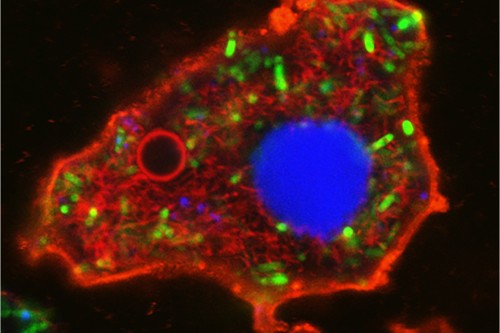 Amoeba-shaped bacteriogenic protocell: membrane (red boundary); nucleus (blue); cytoskeleton (red filaments); vacuole (red circle); ATP production (green). Scale bar, 5 μm.